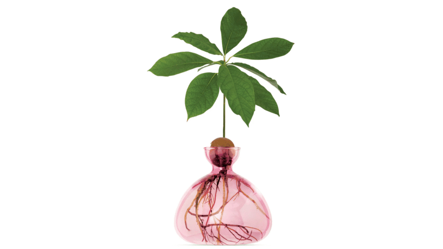 Vas Avocado Rose Pink